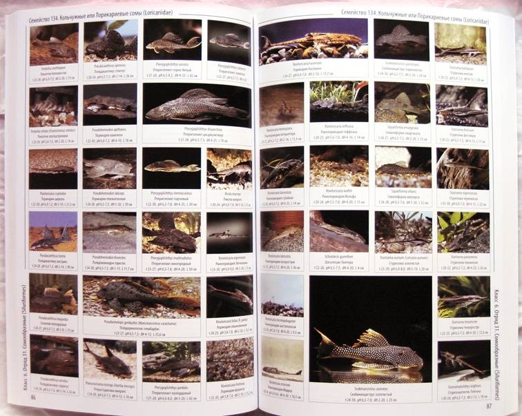 Иллюстрация 6 из 11 для Энциклопедия аквариумных рыб | Лабиринт - книги. Источник: Луговая Собачка