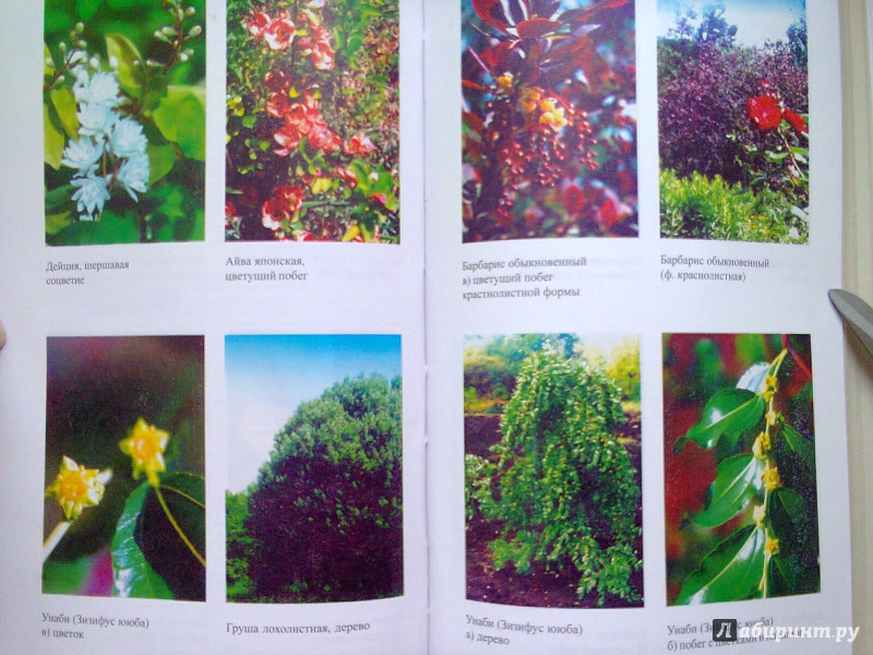 Иллюстрация 9 из 25 для Декоративные деревья и кустарники в ландшафтном озеленении - Мальцева, Алексеев-Малахов | Лабиринт - книги. Источник: Sonya Summer