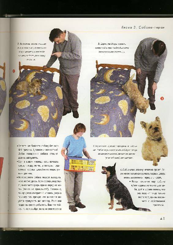 Иллюстрация 36 из 42 для Как отучить собаку от вредных привычек - Колин Теннант | Лабиринт - книги. Источник: ЛиС-а