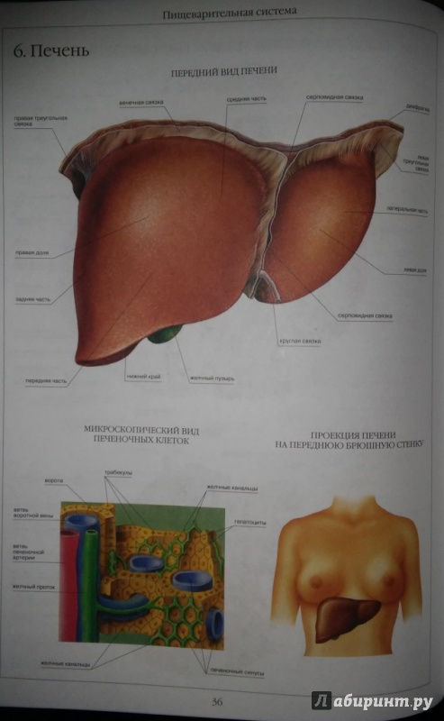 Иллюстрация 10 из 39 для Атлас анатомии человека | Лабиринт - книги. Источник: WhiteOwl