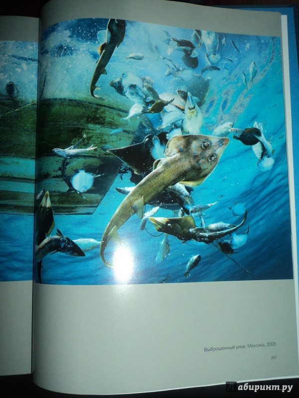 Иллюстрация 26 из 40 для Душа океана - Брайан Скерри | Лабиринт - книги. Источник: Miss congeniality