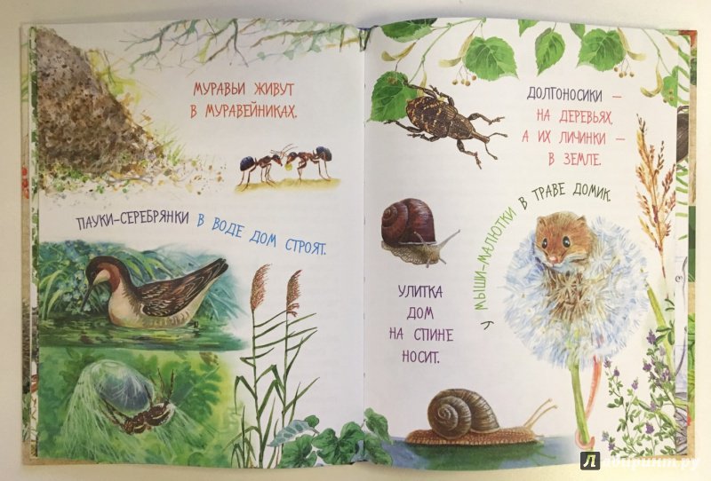 Иллюстрация 7 из 71 для Лесные домишки - Виталий Бианки | Лабиринт - книги. Источник: Лабиринт