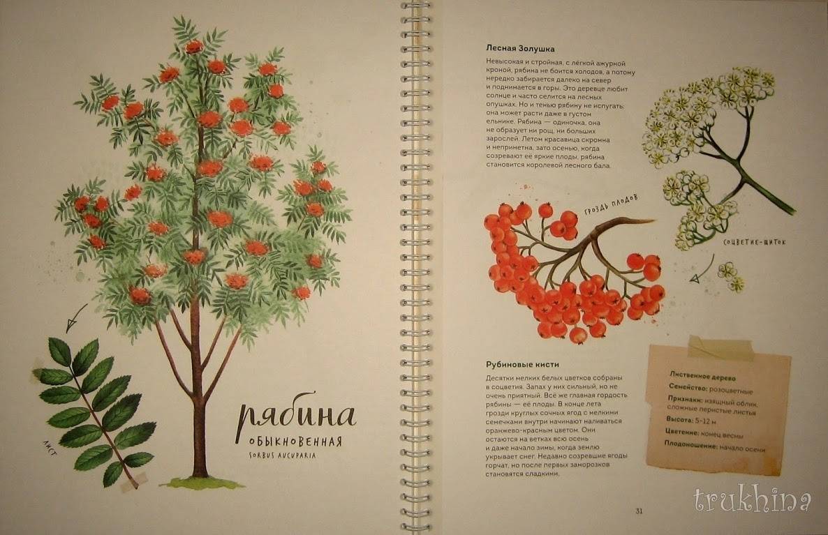 Иллюстрация 94 из 126 для Мой гербарий. Листья деревьев - Анна Васильева | Лабиринт - книги. Источник: Трухина Ирина