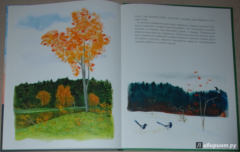 Иллюстрация 24 из 49 для Русский лес - Иван Соколов-Микитов | Лабиринт - книги. Источник: Книжный кот