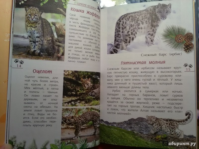 Иллюстрация 10 из 28 для Кошки дикие и домашние - Александр Тихонов | Лабиринт - книги. Источник: SergP