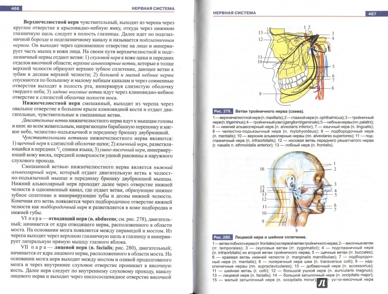 Иллюстрация 2 из 25 для Атлас анатомии человека. Учебное пособие для студентов учреждений СПО - Рудольф Самусев | Лабиринт - книги. Источник: Andrey29