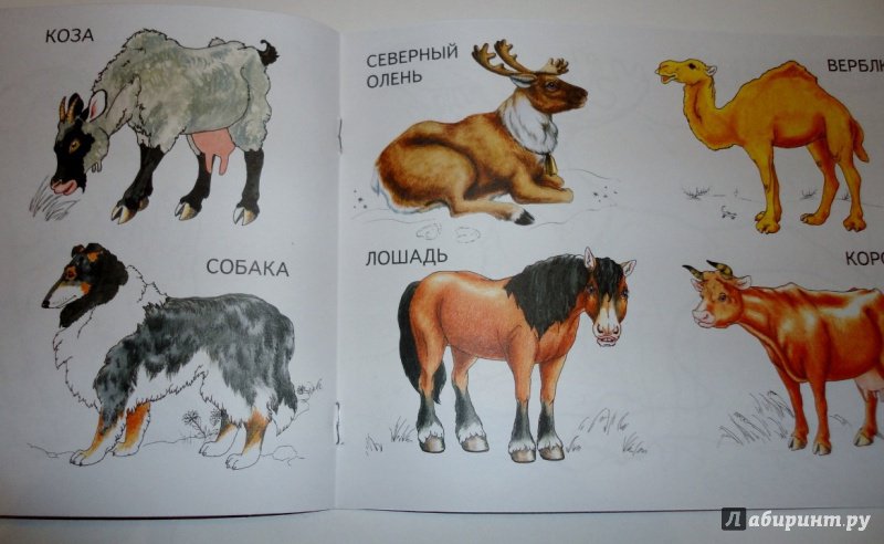 Иллюстрация 19 из 20 для Домашние животные. ФГОС ДО | Лабиринт - книги. Источник: blackbunny33