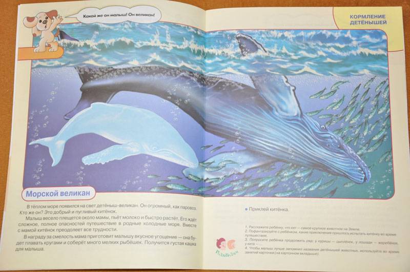 Иллюстрация 20 из 24 для Животные и их детеныши / Первые уроки 4+ - Н. Черная | Лабиринт - книги. Источник: Виталий