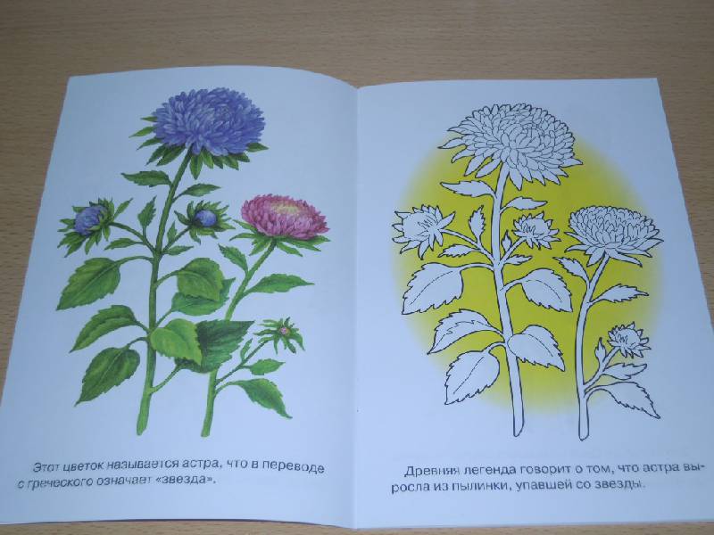 Иллюстрация 13 из 17 для Раскраска. Садовые цветы | Лабиринт - книги. Источник: Iwolga