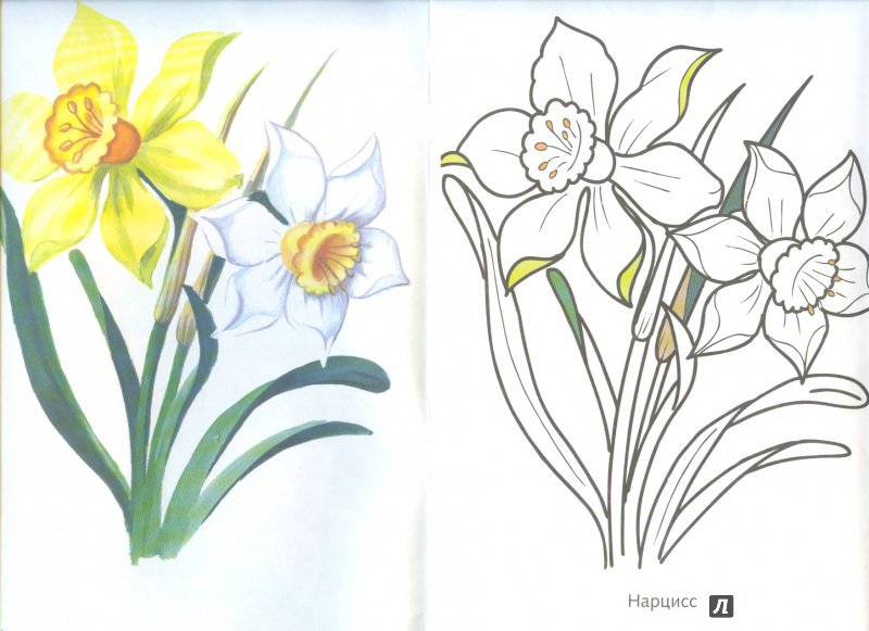 Иллюстрация 2 из 16 для Цветы садовые | Лабиринт - книги. Источник: Яровая Ирина