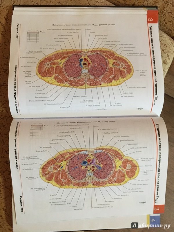 Иллюстрация 44 из 50 для Атлас анатомии человека - Фрэнк Неттер | Лабиринт - книги. Источник: Волков  Кирилл Николаевич