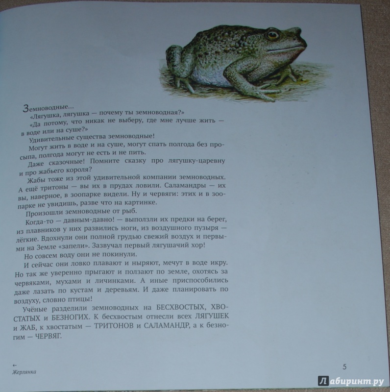 Иллюстрация 39 из 74 для Земноводные - Николай Сладков | Лабиринт - книги. Источник: Книжный кот