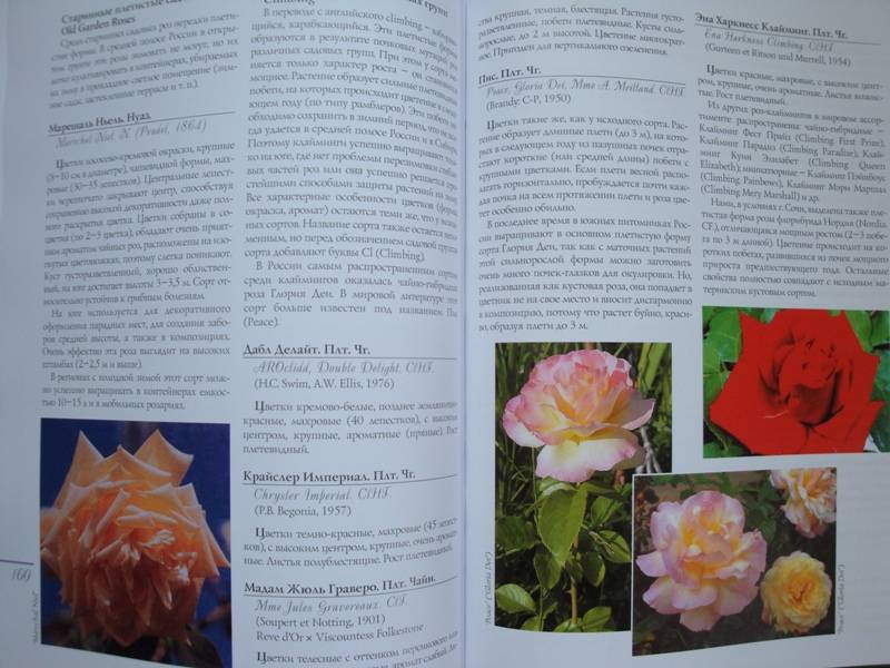 Иллюстрация 4 из 11 для Все о розах - Воронцов, Коробов | Лабиринт - книги. Источник: ПандA