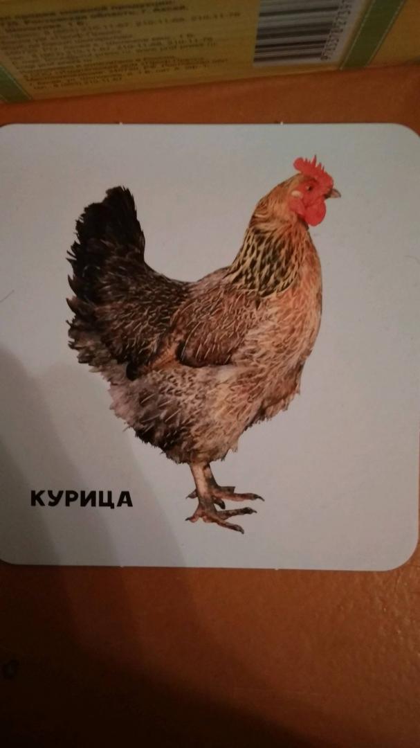 Иллюстрация 62 из 96 для Животные и их детеныши (35 двусторонних карточек) | Лабиринт - книги. Источник: Сямтомова Эльвира