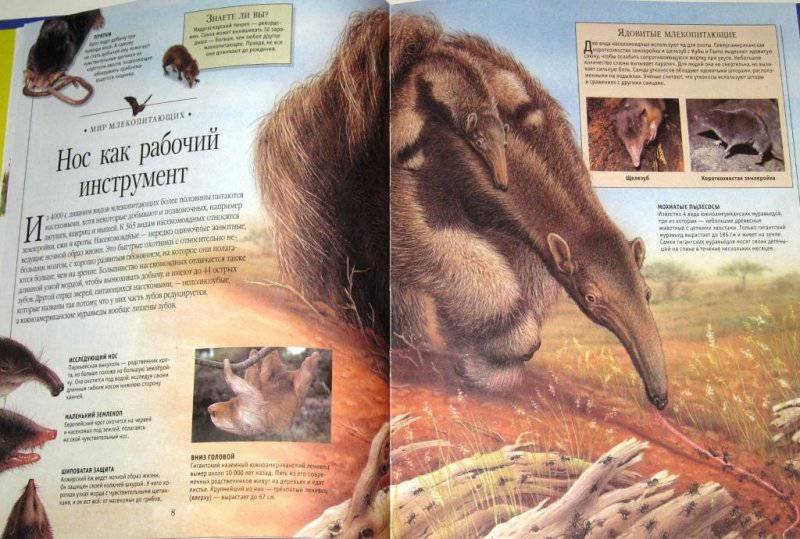 Иллюстрация 3 из 12 для Самая красивая энциклопедия животных | Лабиринт - книги. Источник: Kseni