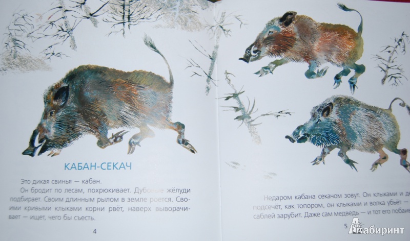 Иллюстрация 3 из 25 для В лесу - Евгений Чарушин | Лабиринт - книги. Источник: Шевкопляс  Евгения Леонидовна