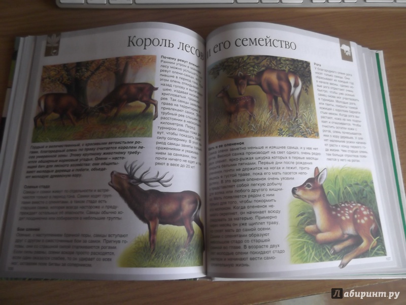 Иллюстрация 27 из 36 для Мир леса - Генри Эйнар | Лабиринт - книги. Источник: ArSerKh