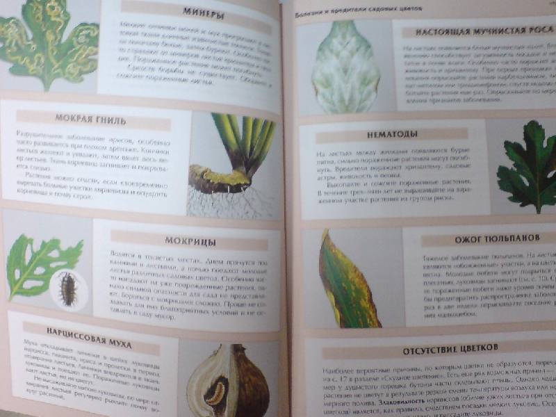 Иллюстрация 2 из 30 для Все о болезнях и вредителях растений - Дэвид Хессайон | Лабиринт - книги. Источник: Настёна