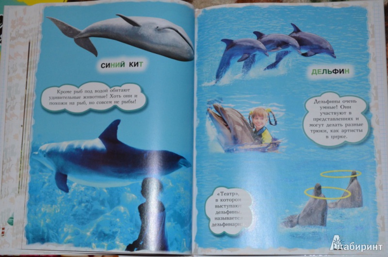 Иллюстрация 8 из 28 для Моя первая книга о животных - Лена Данилова | Лабиринт - книги. Источник: Moonlight2