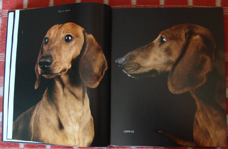 Иллюстрация 29 из 37 для Жизнь собак - Громис ди Трана Катерина | Лабиринт - книги. Источник: ЛиС-а