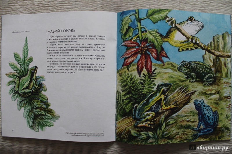 Иллюстрация 63 из 74 для Земноводные - Николай Сладков | Лабиринт - книги. Источник: По страницам детских книг