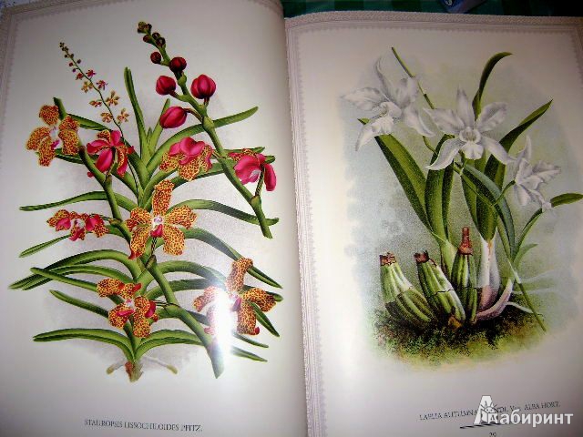 Иллюстрация 12 из 38 для Орхидеи. Линдения - иконография орхидей | Лабиринт - книги. Источник: Lunna