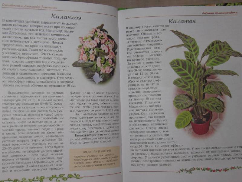 Иллюстрация 10 из 11 для Любимые домашние цветы - Ганичкина, Ганичкин | Лабиринт - книги. Источник: Мурка