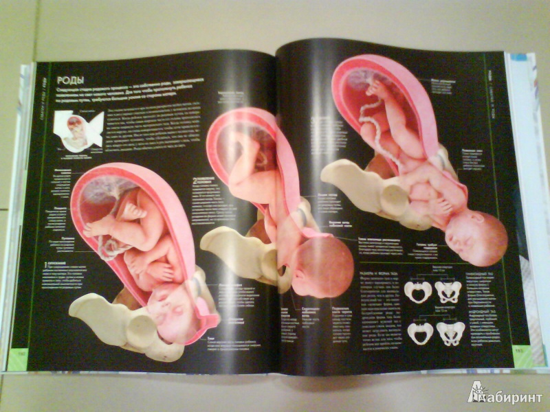 Иллюстрация 9 из 25 для Книга о беременности - Брюэр, Дэйвис, Бхаттачарья, Мередит, Престон | Лабиринт - книги. Источник: Мила
