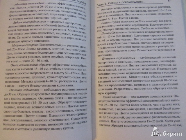 Иллюстрация 5 из 7 для Ковровые и цветочные клумбы - Ларина, Зубова | Лабиринт - книги. Источник: olga el touny