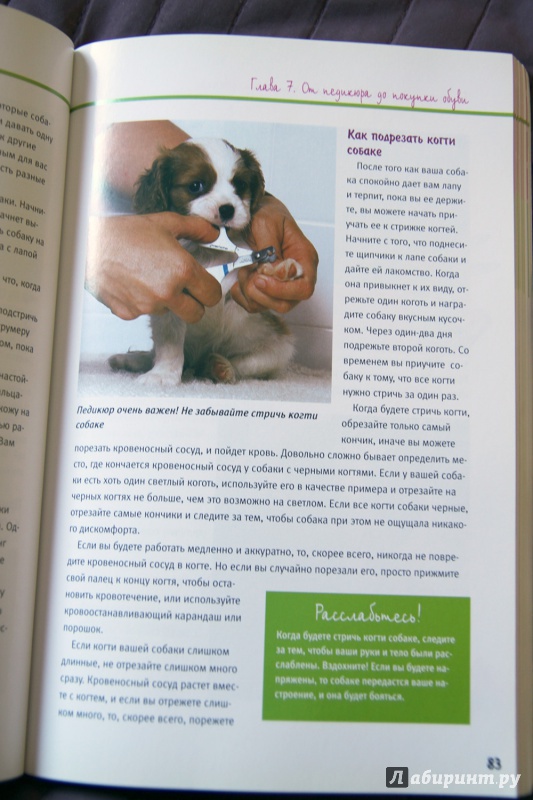Иллюстрация 7 из 22 для Большая книга красоты для маленькой собачки - Дебора Вуд | Лабиринт - книги. Источник: Vera Grey