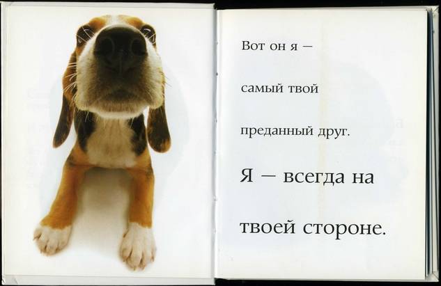 Иллюстрация 6 из 28 для Самые очаровательные собаки | Лабиринт - книги. Источник: * Ольга *