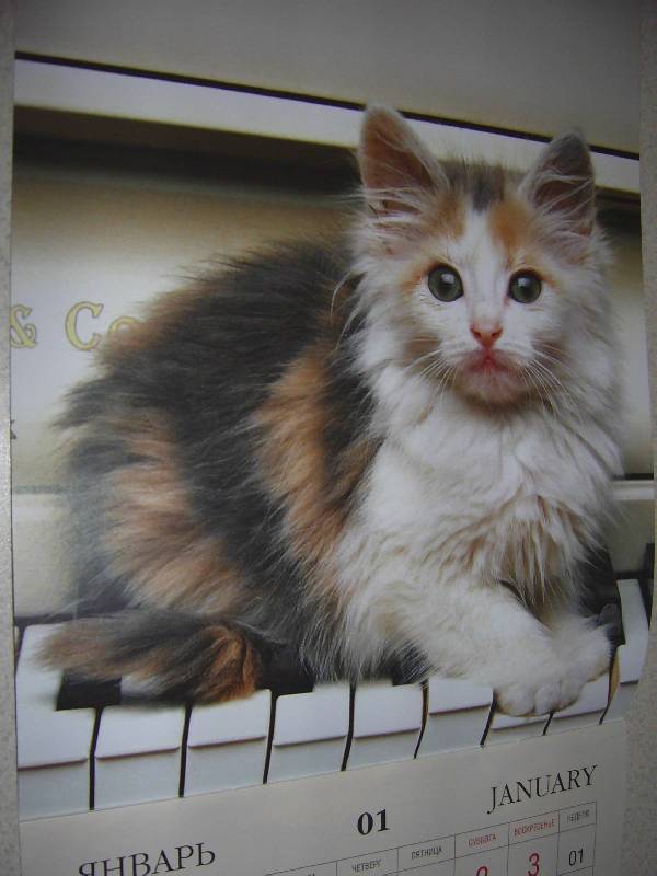 Иллюстрация 1 из 9 для Календарь 2010 "Котята" | Лабиринт - сувениры. Источник: Лилианна