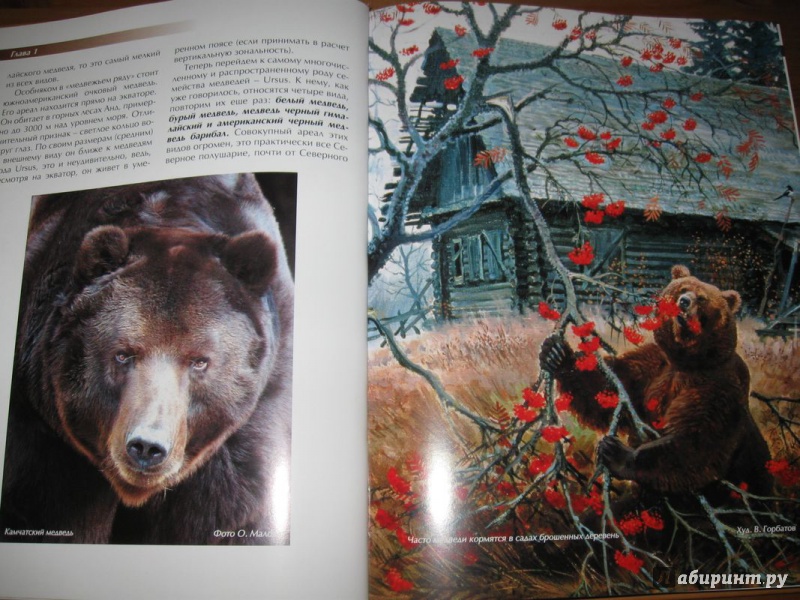 Иллюстрация 26 из 43 для Охота на медведя - Олег Малов | Лабиринт - книги. Источник: В.