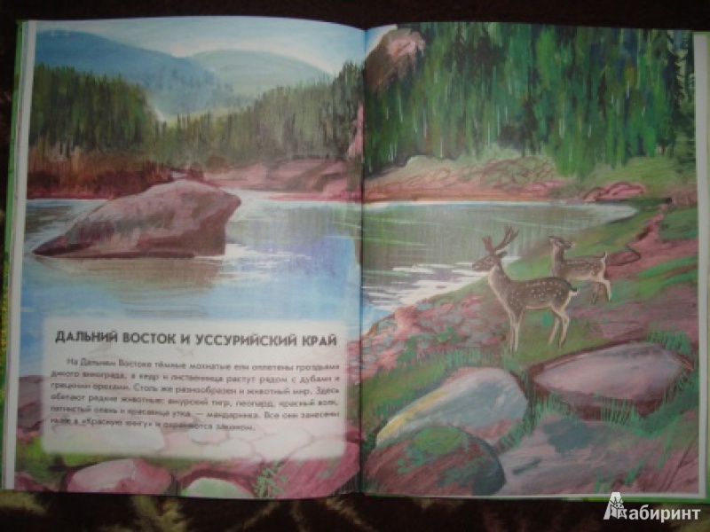 Иллюстрация 10 из 40 для Азбука живой природы - Александр Барков | Лабиринт - книги. Источник: Мама, просто мама