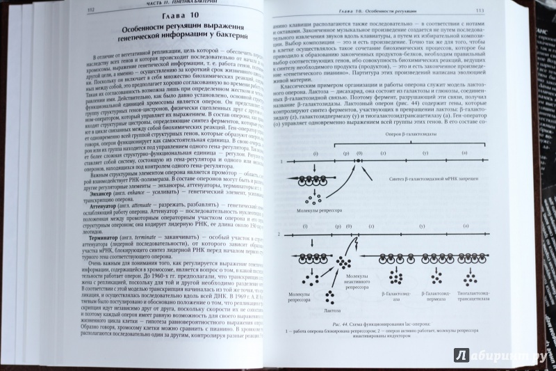 Иллюстрация 5 из 29 для Медицинская микробиология, иммунология и вирусология - Коротяев, Бабичев | Лабиринт - книги. Источник: x rabid bitch x