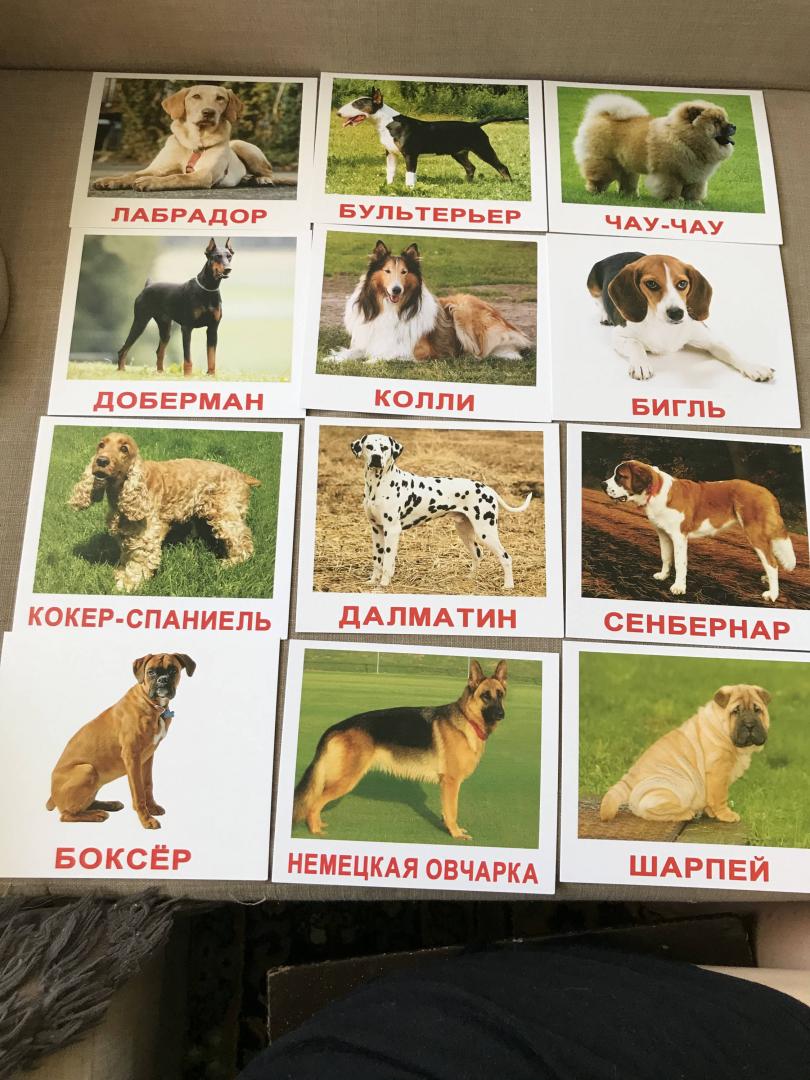 Иллюстрация 13 из 13 для Комплект карточек "Породы собак" (16,5х19,5 см) - Носова, Епанова | Лабиринт - игрушки. Источник: Лабиринт