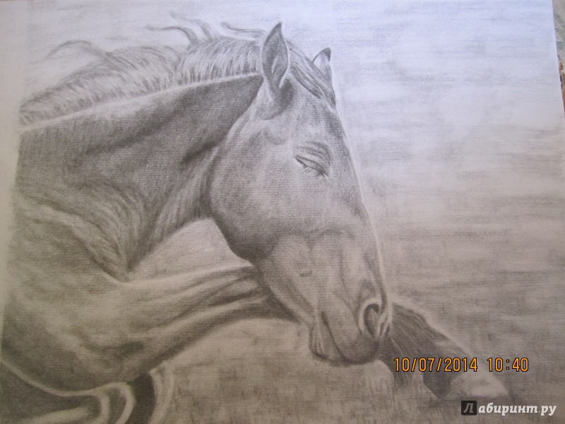 Иллюстрация 8 из 8 для Учимся рисовать лошадей - Ли Хэммонд | Лабиринт - книги. Источник: Попарецкий  Александр