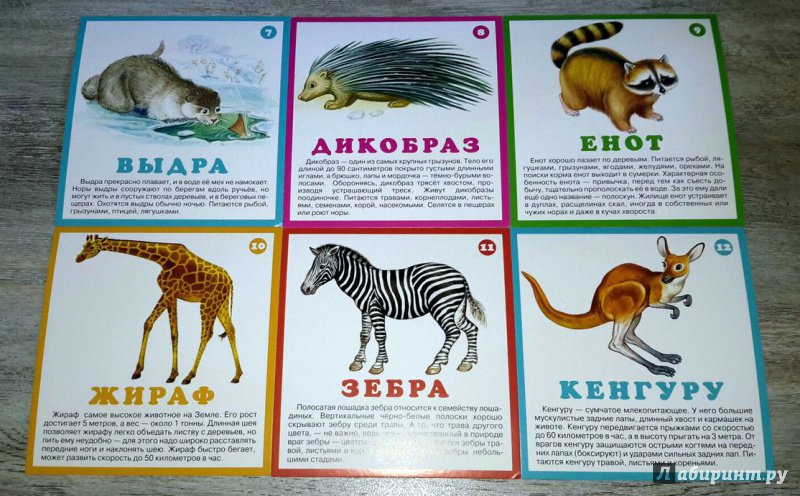 Иллюстрация 6 из 17 для Набор карточек Животные | Лабиринт - игрушки. Источник: Евгения