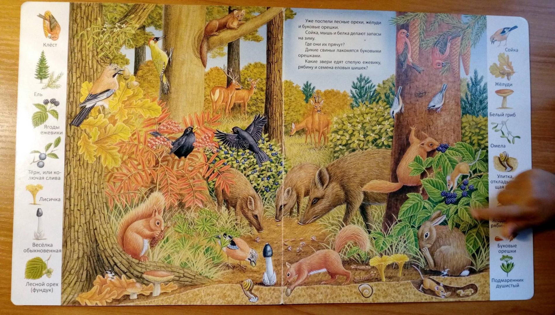 Иллюстрация 38 из 39 для В лесу | Лабиринт - книги. Источник: Irina Vladimirovna