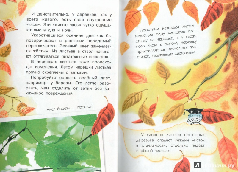 Иллюстрация 10 из 50 для Почему осенью листопад? - Георгий Граубин | Лабиринт - книги. Источник: Книжный кот