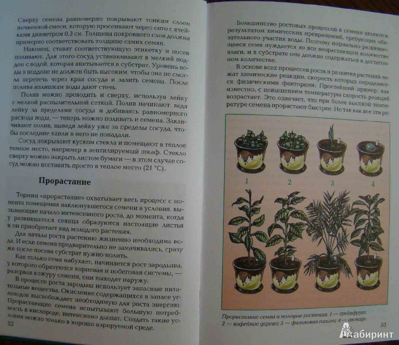 Иллюстрация 7 из 11 для Размножение растений - Т.В. Алдохина | Лабиринт - книги. Источник: Easy
