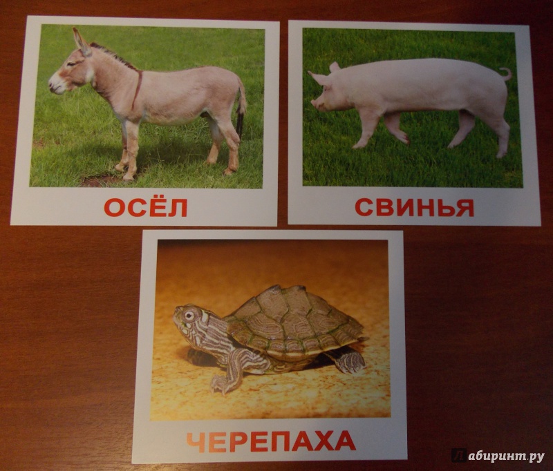 Иллюстрация 6 из 19 для Комплект карточек "Домашние животные" (16,5х19,5 см) - Носова, Епанова | Лабиринт - игрушки. Источник: Sweet mama