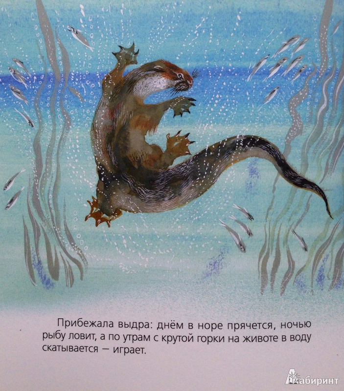 Иллюстрация 11 из 25 для Бобровый пруд - Николай Сладков | Лабиринт - книги. Источник: Xikary