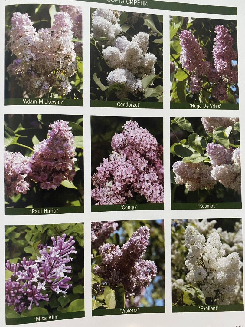 Иллюстрация 8 из 33 для Современное декоративное садоводство. Деревья и кустарники (+CD) | Лабиринт - книги. Источник: Лабиринт