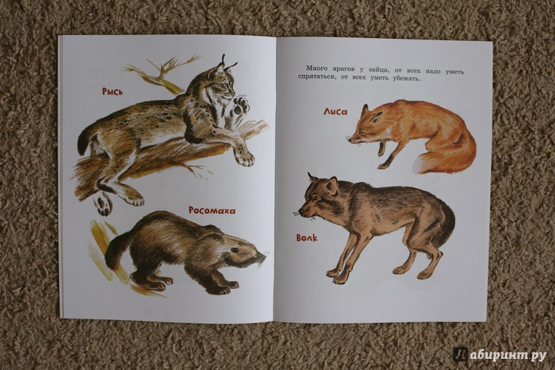 Иллюстрация 28 из 59 для Как заяц в лесу живёт - Вера Чаплина | Лабиринт - книги. Источник: дважды