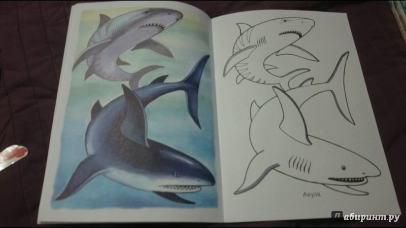 Иллюстрация 18 из 34 для Раскраска Жители морей | Лабиринт - книги. Источник: anka46