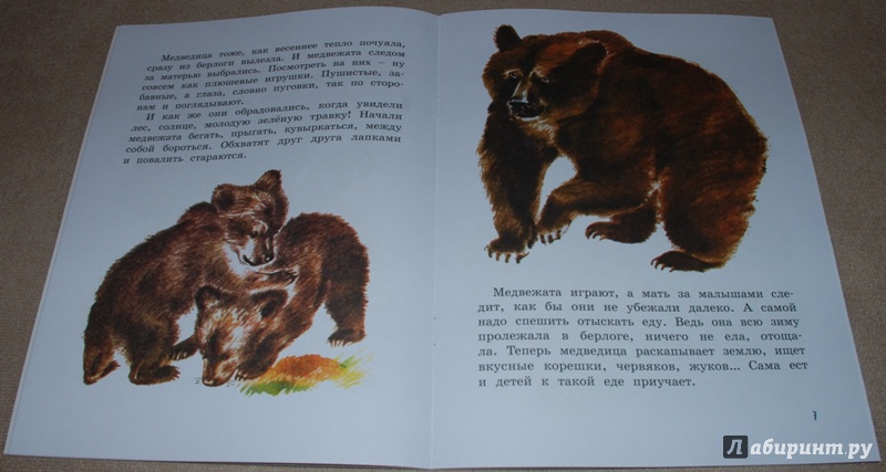 Иллюстрация 6 из 44 для Как медведь в лесу живёт - Вера Чаплина | Лабиринт - книги. Источник: Книжный кот