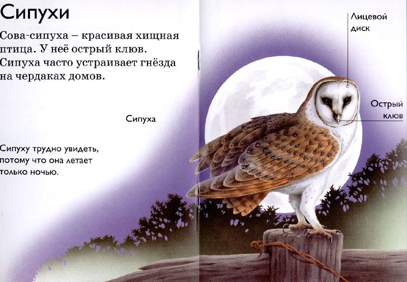 Иллюстрация 11 из 12 для Птицы - Дениз Райан | Лабиринт - книги. Источник: РИВА