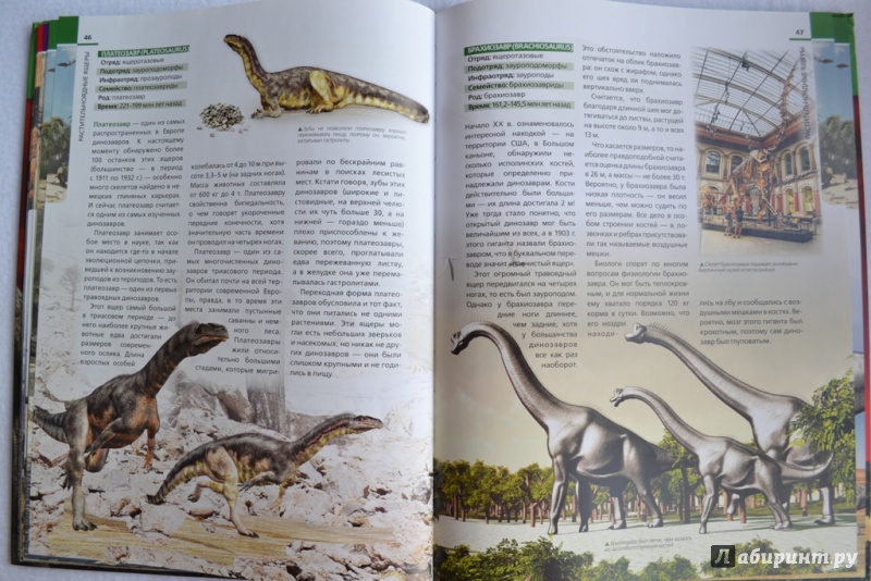 Иллюстрация 16 из 23 для Динозавры: иллюстрированный путеводитель - Антон Малютин | Лабиринт - книги. Источник: Попова  Елена