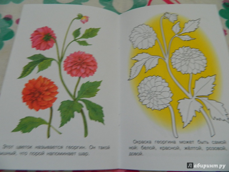 Иллюстрация 31 из 33 для Раскраска "Садовые цветы" | Лабиринт - книги. Источник: Nnatalek